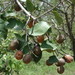 Mobola Plum - Photo (c) Stefan Dressler, some rights reserved (CC BY-NC-SA)
