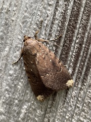 Amphipyra schrenckii