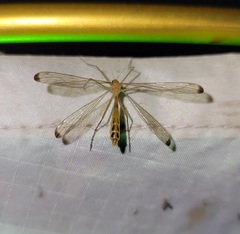 Hylobittacus apicalis