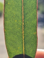 Eucalyptus punctata