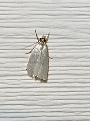 Argyria gonogramma