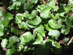 Dichondra argentea