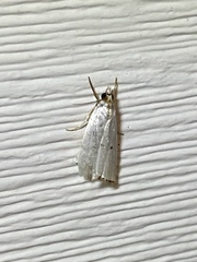 Argyria gonogramma