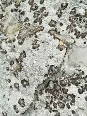 Lecanographa