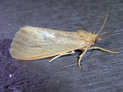 Virbia opella
