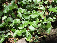 Dichondra argentea