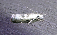 Microcrambus minor