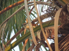 Campylorhynchus griseus