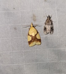 Cenopis ferreana