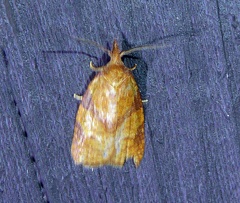 Cenopis directana