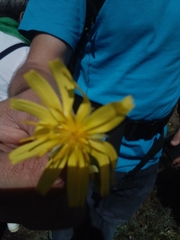 Takhtajaniantha austriaca