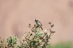 Anairetes reguloides