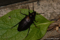 Prionus laticollis