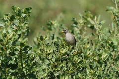 Xenospingus concolor