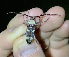 Megacyllene antennata