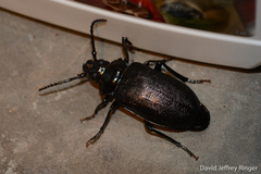 Prionus laticollis