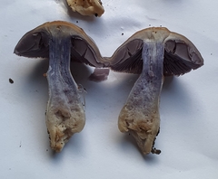 Cortinarius taylorianus