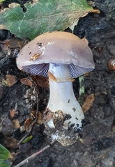 Cortinarius taylorianus