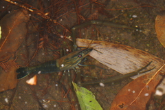 Macrobrachium laevis