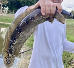 Channa aurolineata