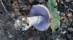 Cortinarius taylorianus