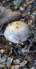 Cortinarius taylorianus