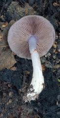 Cortinarius taylorianus