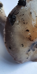Cortinarius taylorianus