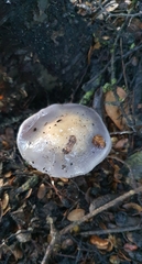 Cortinarius taylorianus