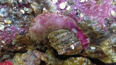 Placiphorella velata