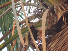 Campylorhynchus griseus