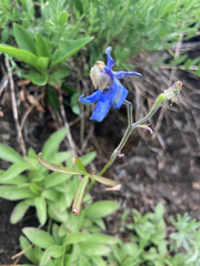 Delphinium sutherlandii