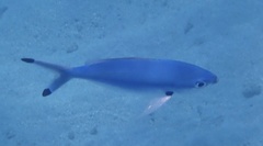 Caesio lunaris
