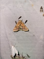 Pyrrhia exprimens
