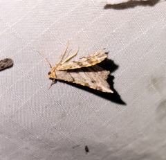 Macaria multilineata