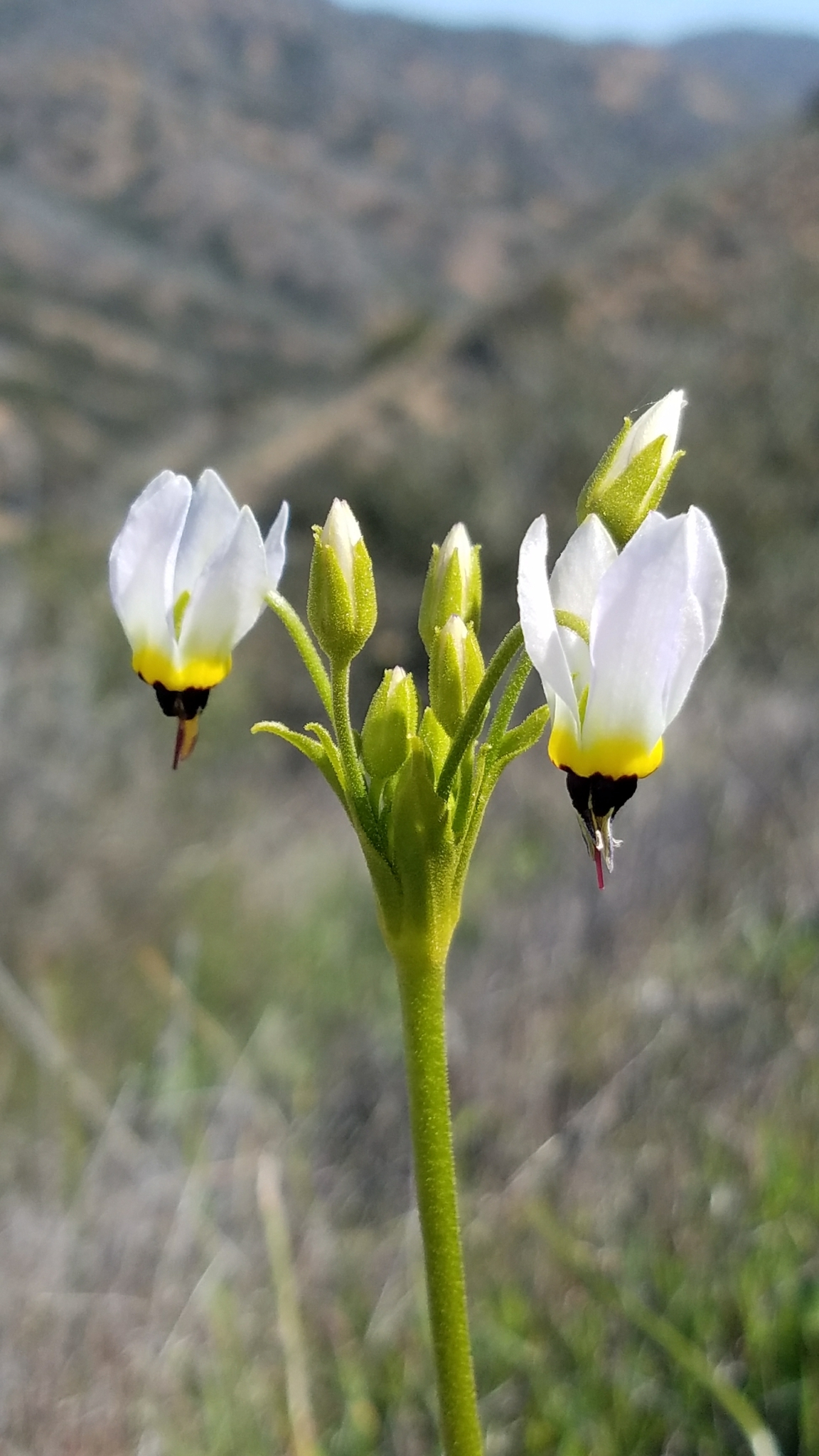 Primula clevelandii var. insularis
