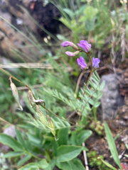Astragalus bourgovii