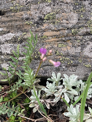 Astragalus bourgovii