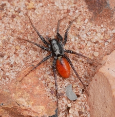 Castianeira occidens