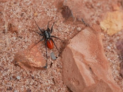 Castianeira occidens