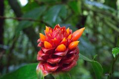 Costus montanus