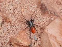 Castianeira occidens