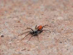 Castianeira occidens