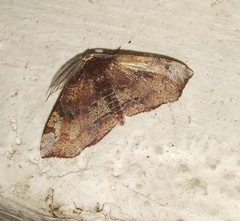 Achrosis rondelaria