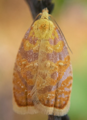 Acleris curvalana