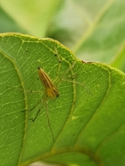 Oxyopes macilentus