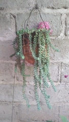 Sedum burrito