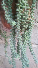 Sedum burrito