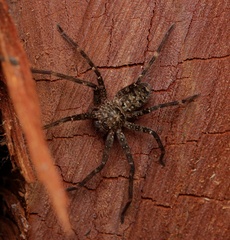 Heteropoda renibulbis