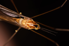 Nephrotoma scurra